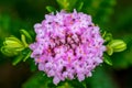 Pimelea ferruginea Ã¢â¬ËBonne PetiteÃ¢â¬â¢ Ã¢â¬â Rice Flower